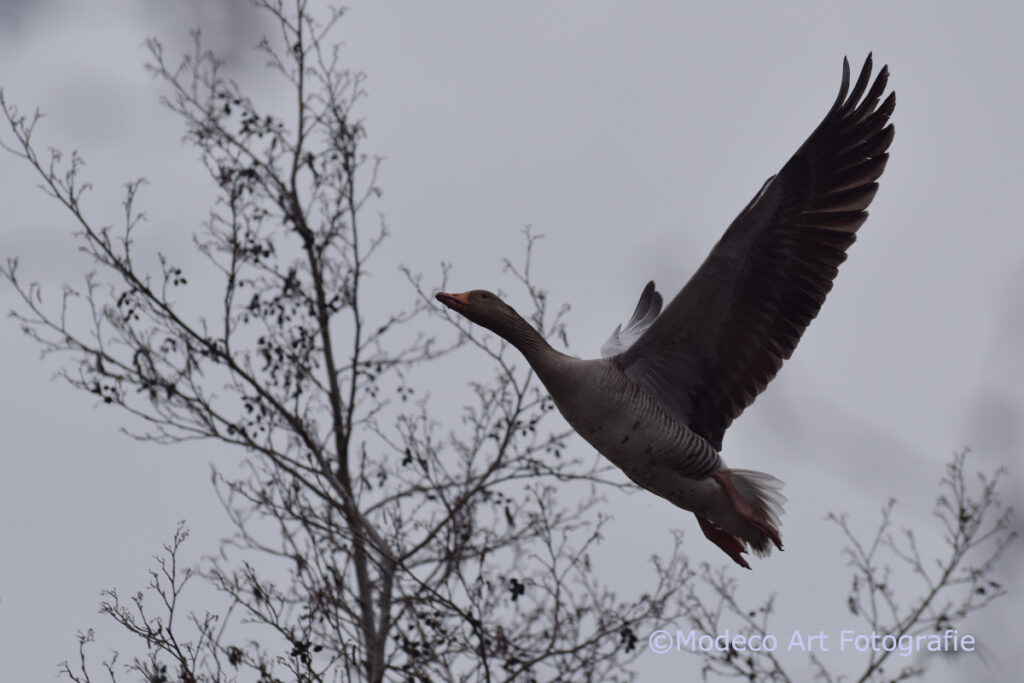 Vroege wandeling Reeuwijk