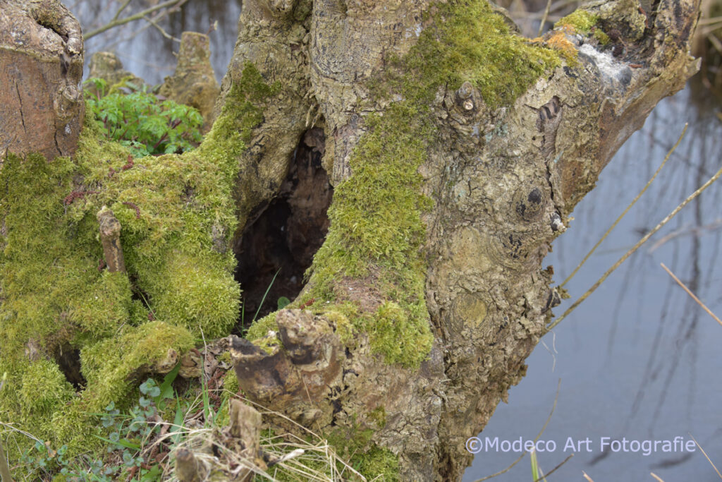 Vroege wandeling Reeuwijk