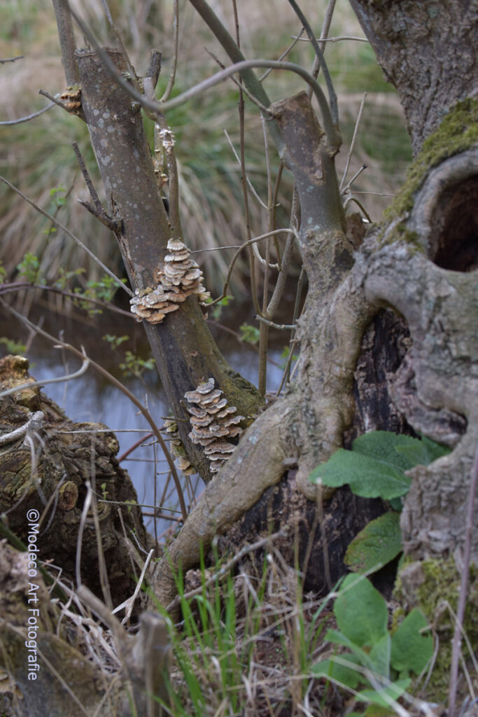 Vroege wandeling Reeuwijk