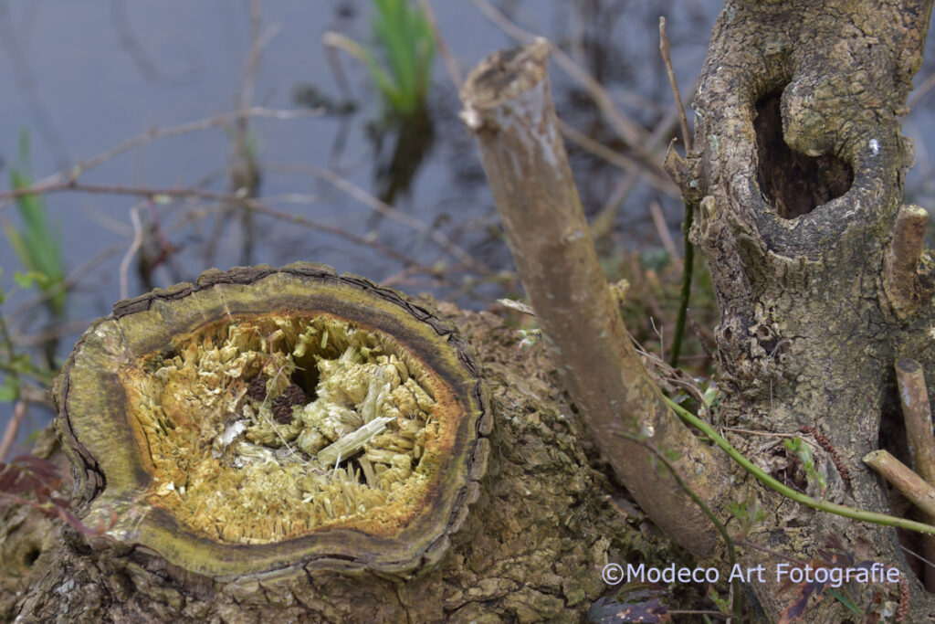 Vroege wandeling Reeuwijk